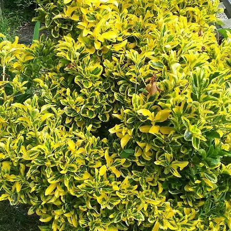 Les Chants Du Crepuscule Lejlighed *