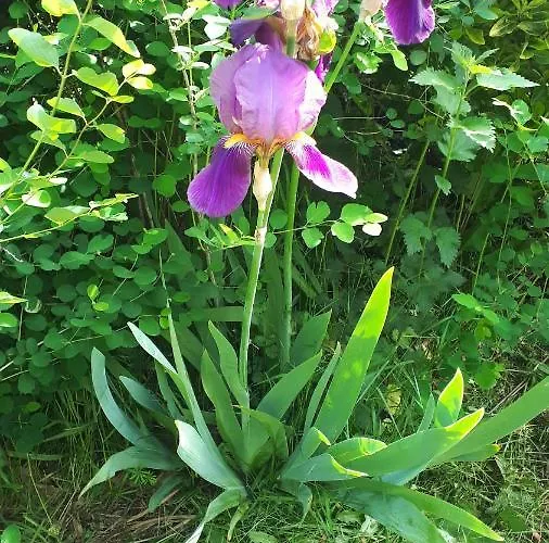 Les Chants Du Crepuscule *