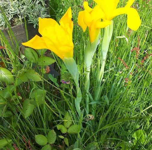 Les Chants Du Crepuscule Appartement Marchésieux